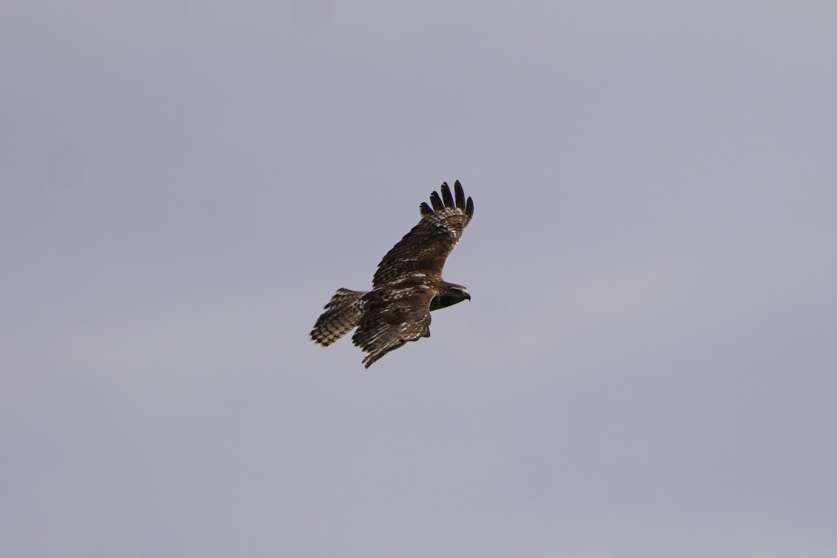 Rotschwanzbussard - ML620196258