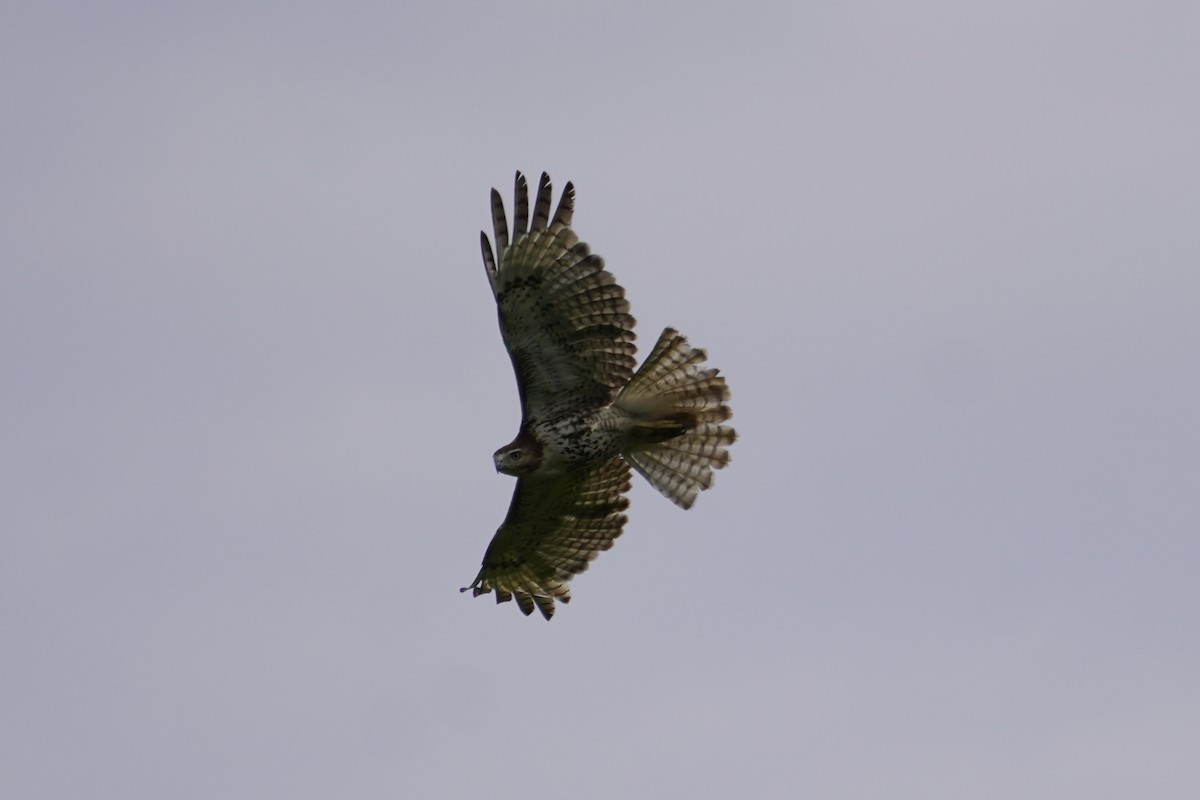 Red-tailed Hawk - Greg Hertler