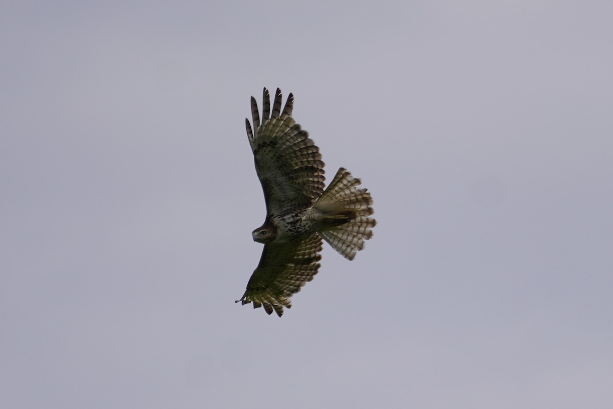 Rotschwanzbussard - ML620196259