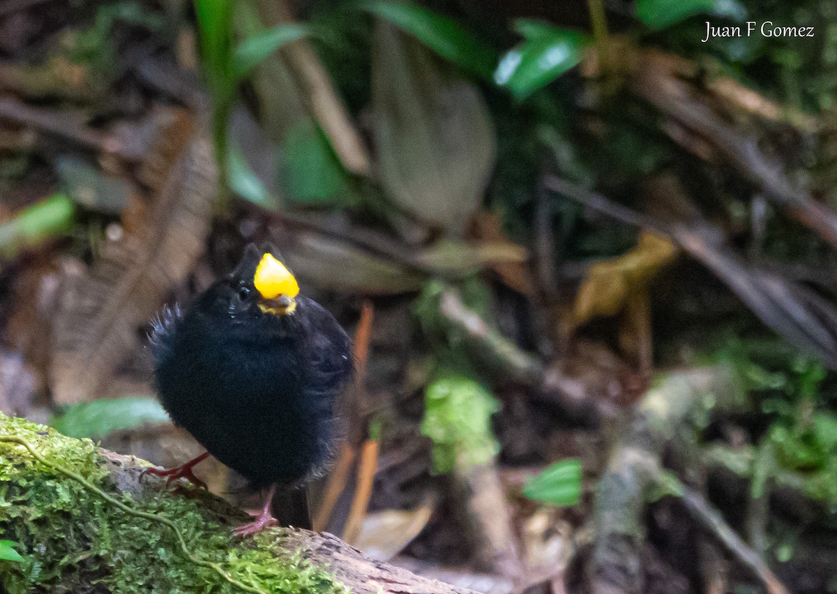 Golden-winged Manakin - ML620196267