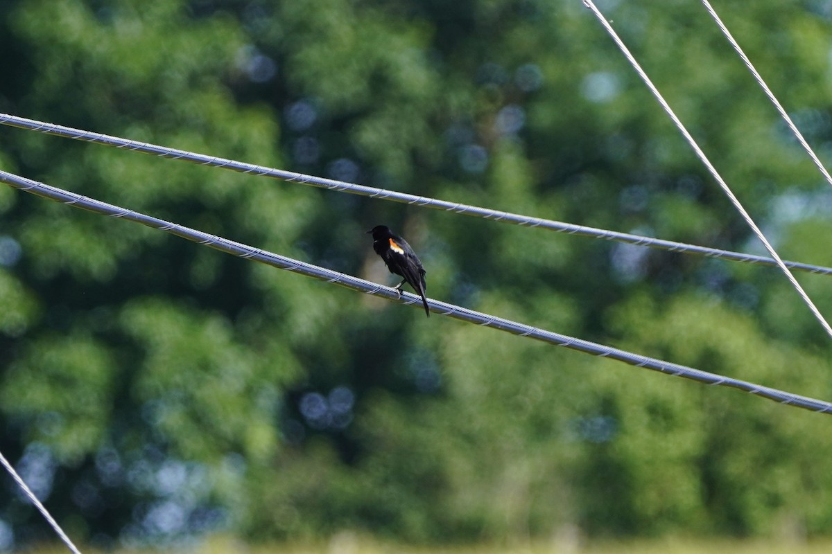 Red-winged Blackbird - ML620196270