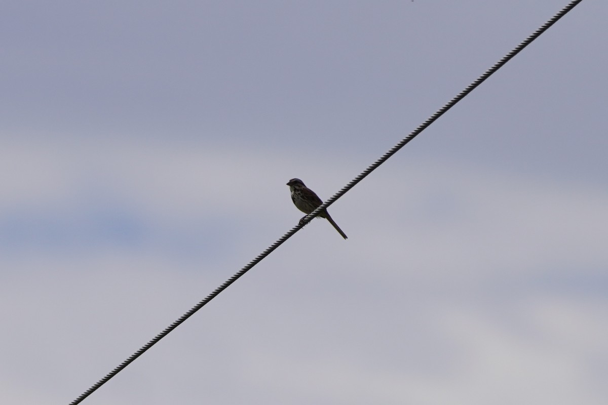 Song Sparrow - ML620196276