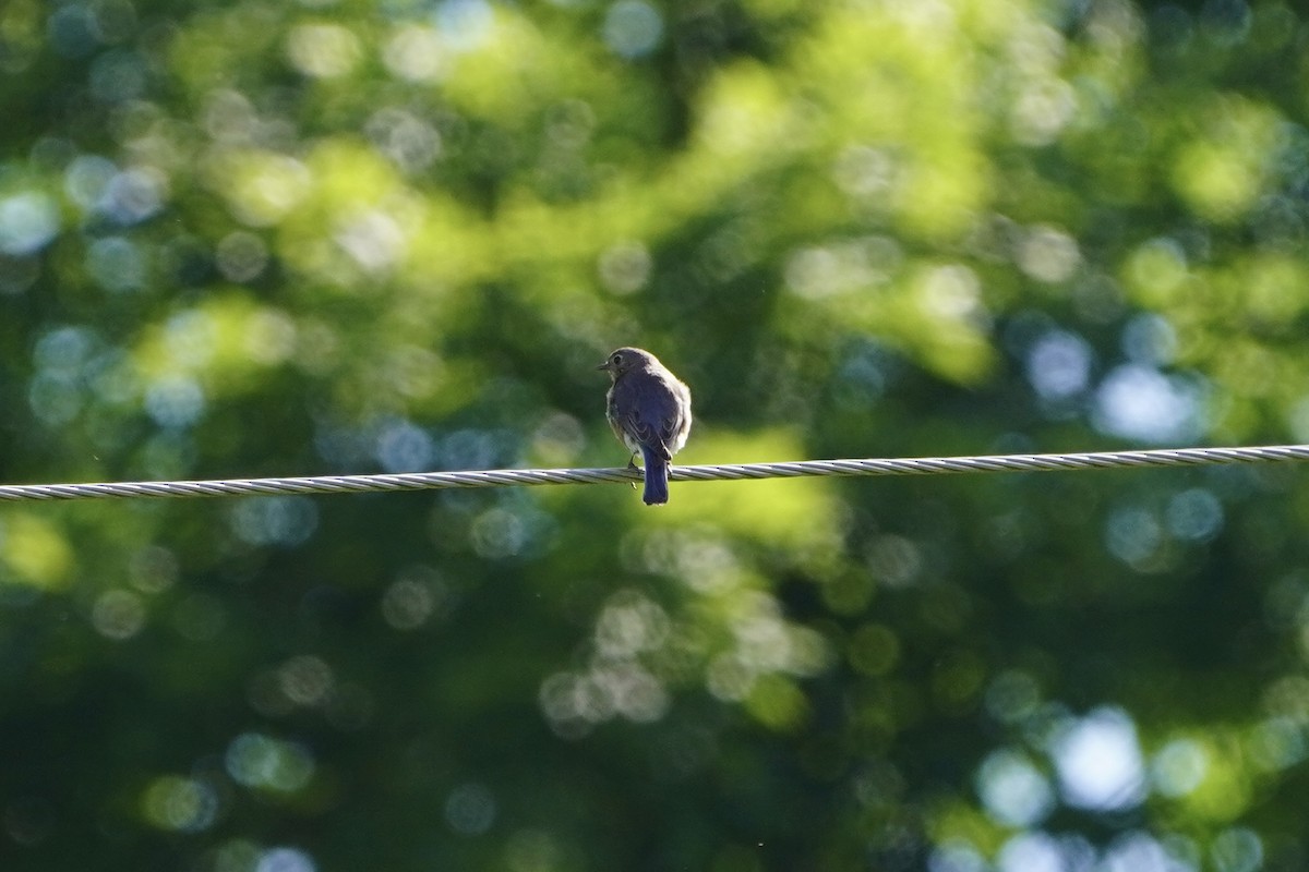 Eastern Bluebird - ML620196280