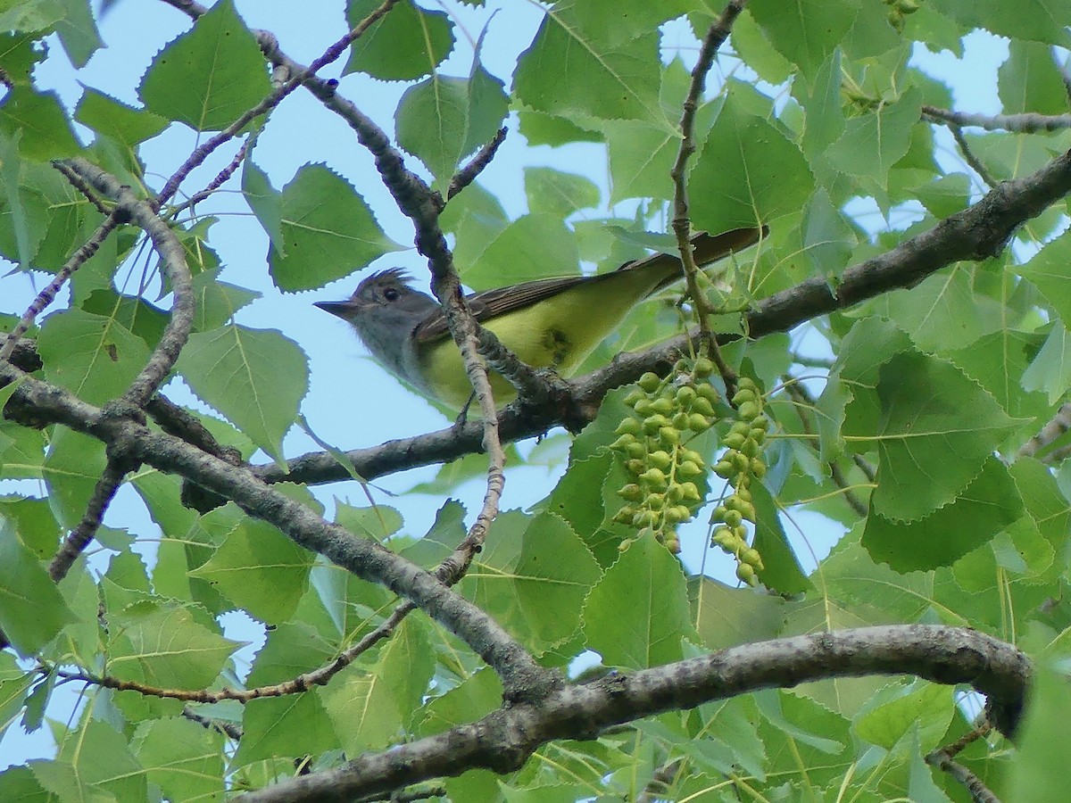 Great Crested Flycatcher - ML620196283