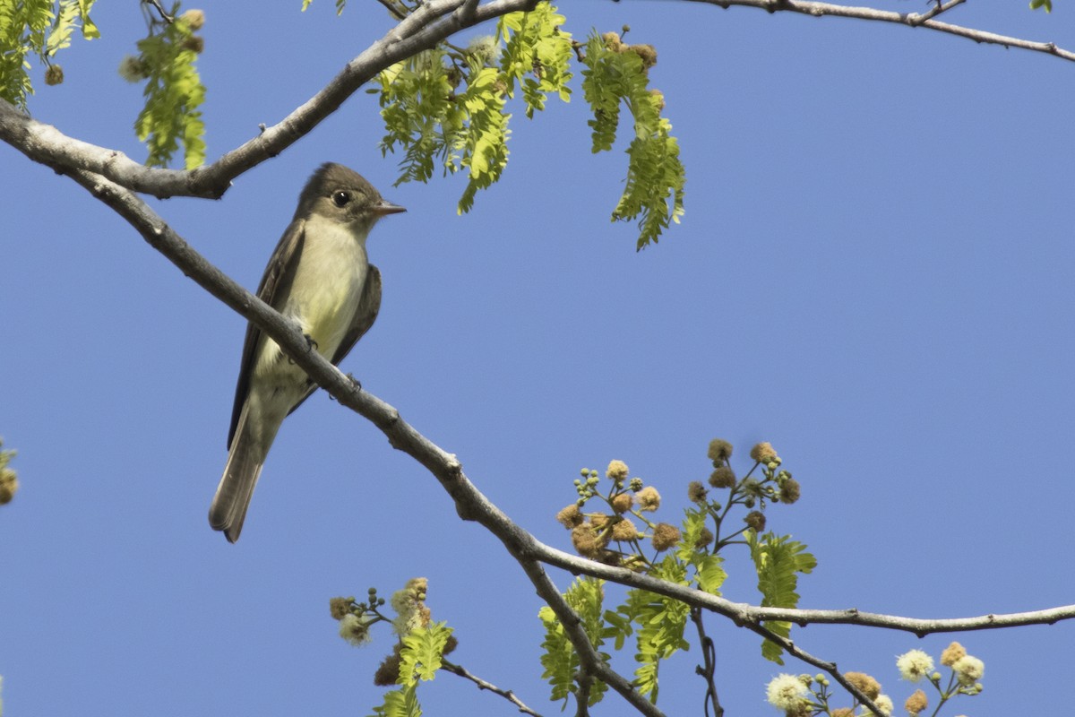 Northern Tropical Pewee - ML620196286