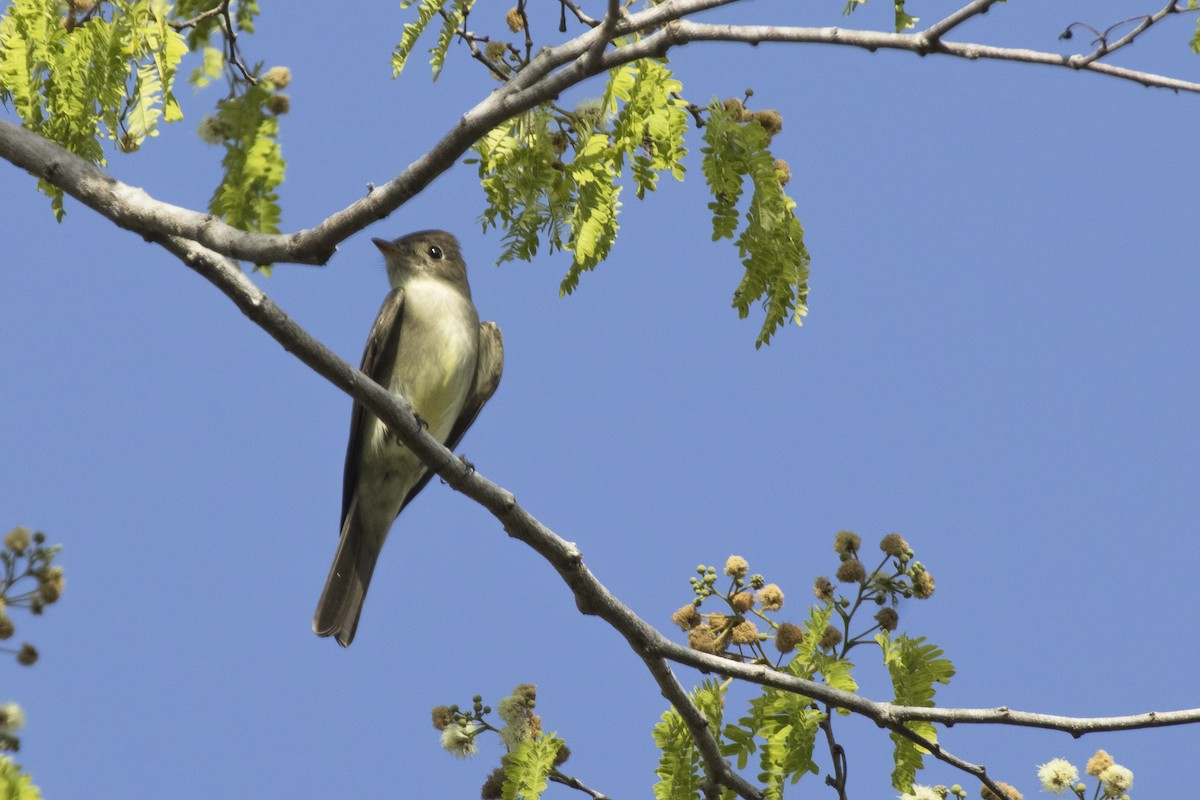 Northern Tropical Pewee - ML620196287