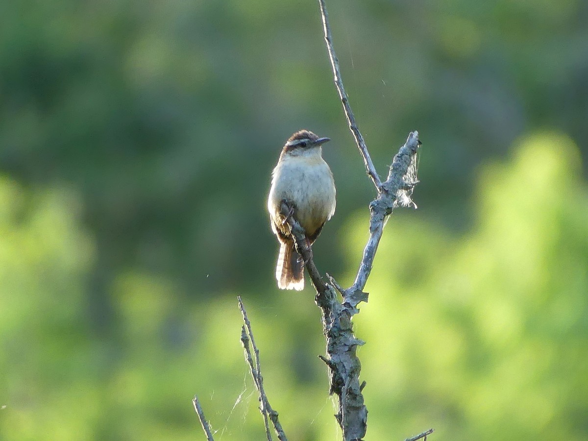 Carolina Wren - ML620196288