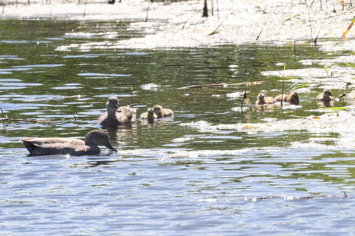 Gadwall - ML620196294