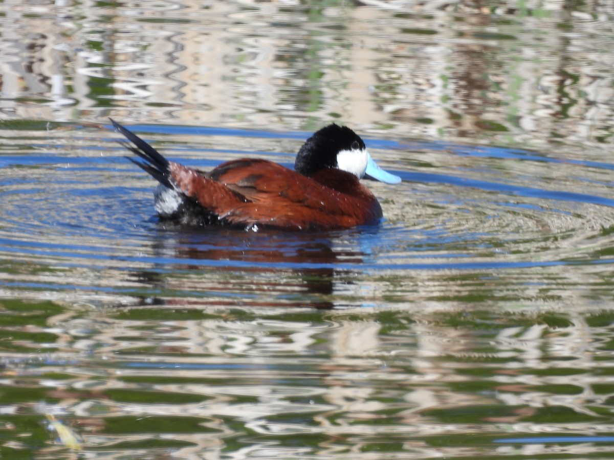 Ruddy Duck - ML620196297