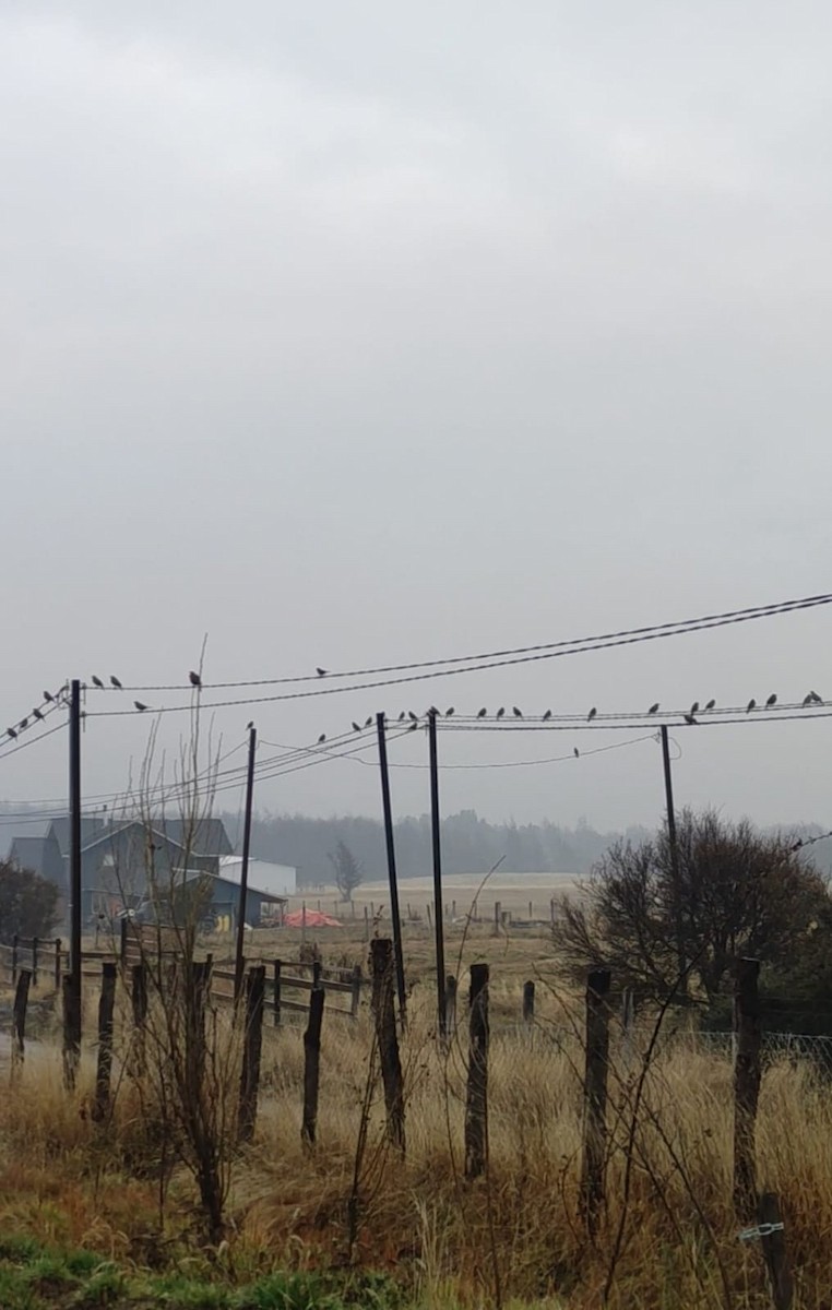 Long-tailed Meadowlark - ML620196310