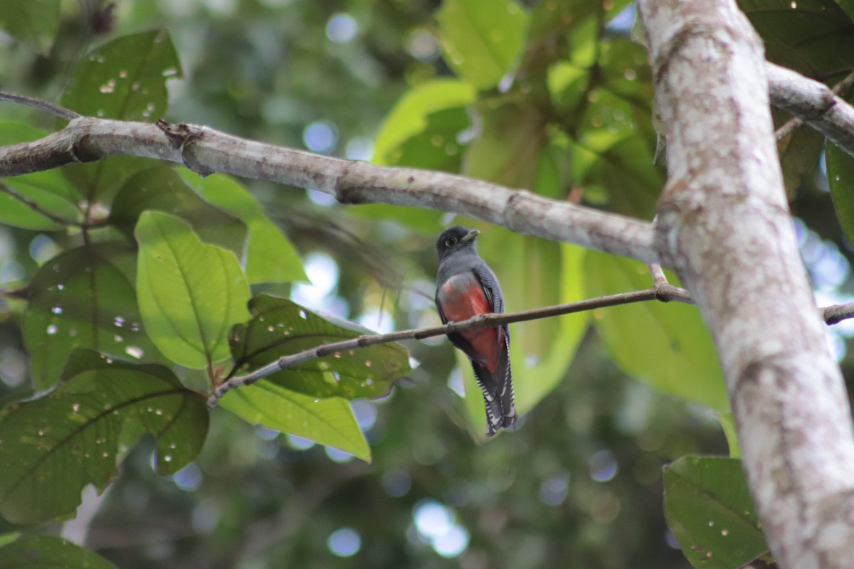 trogon modrotemenný - ML620196312