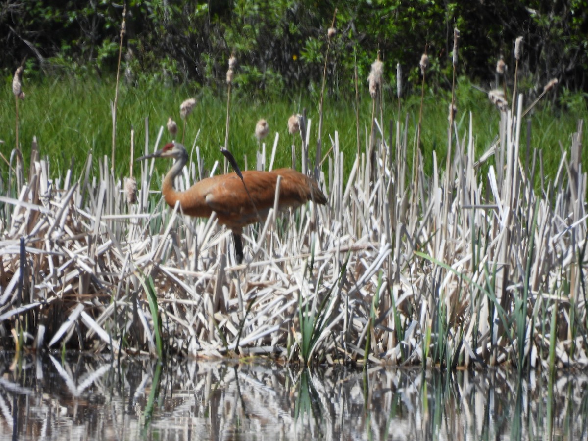 Sandhill Crane - ML620196322