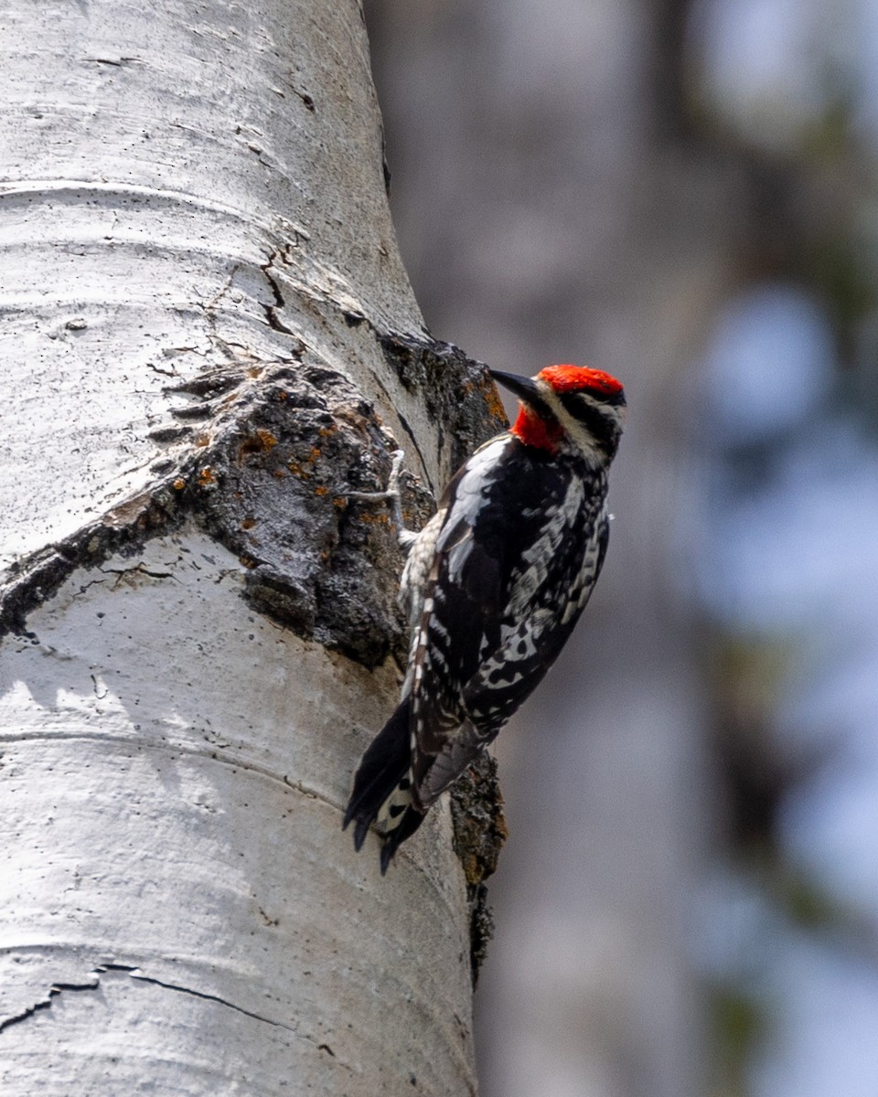 Red-naped Sapsucker - ML620196324