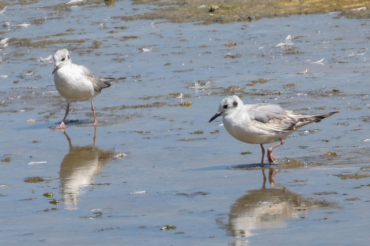 Mouette de Bonaparte - ML620196327