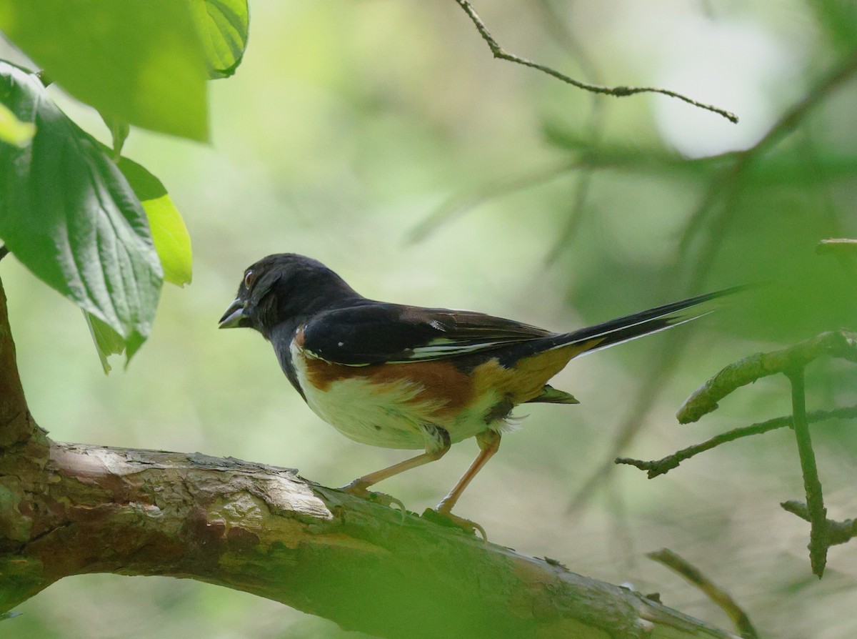 Eastern Towhee - ML620196330