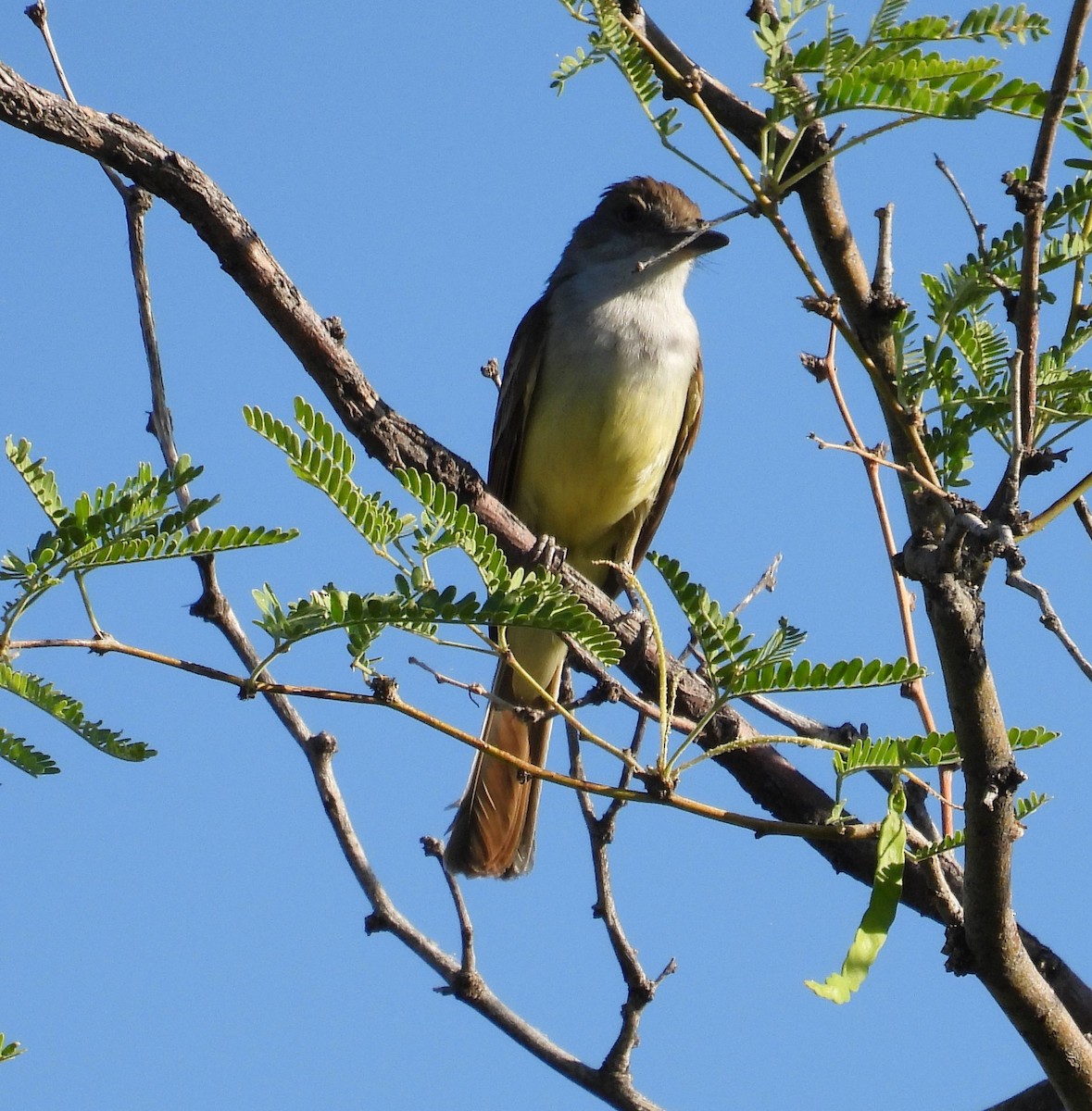 Brown-crested Flycatcher - ML620196331