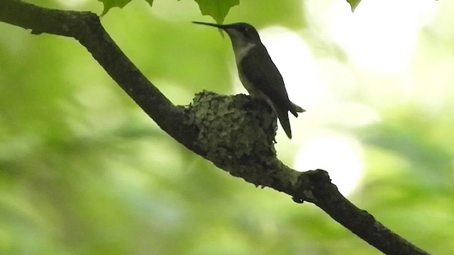 Ruby-throated Hummingbird - ML620196333