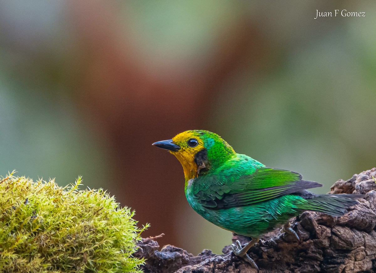 Multicolored Tanager - ML620196337