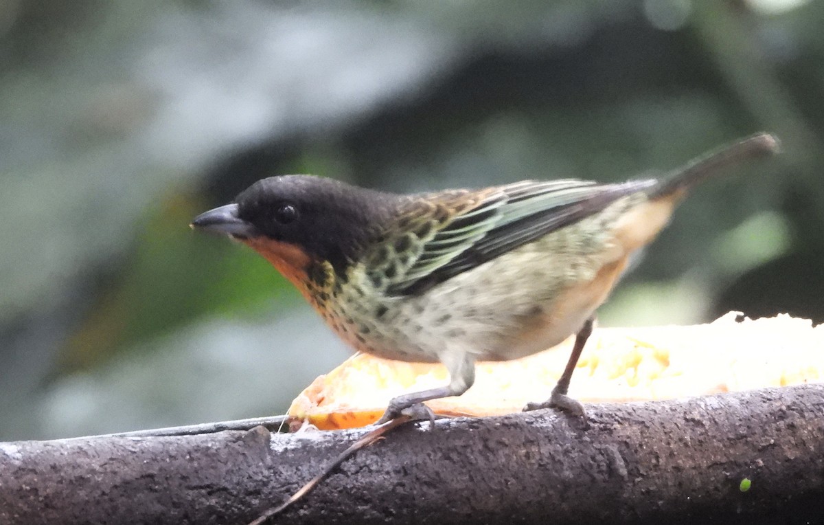 Rufous-throated Tanager - ML620196340