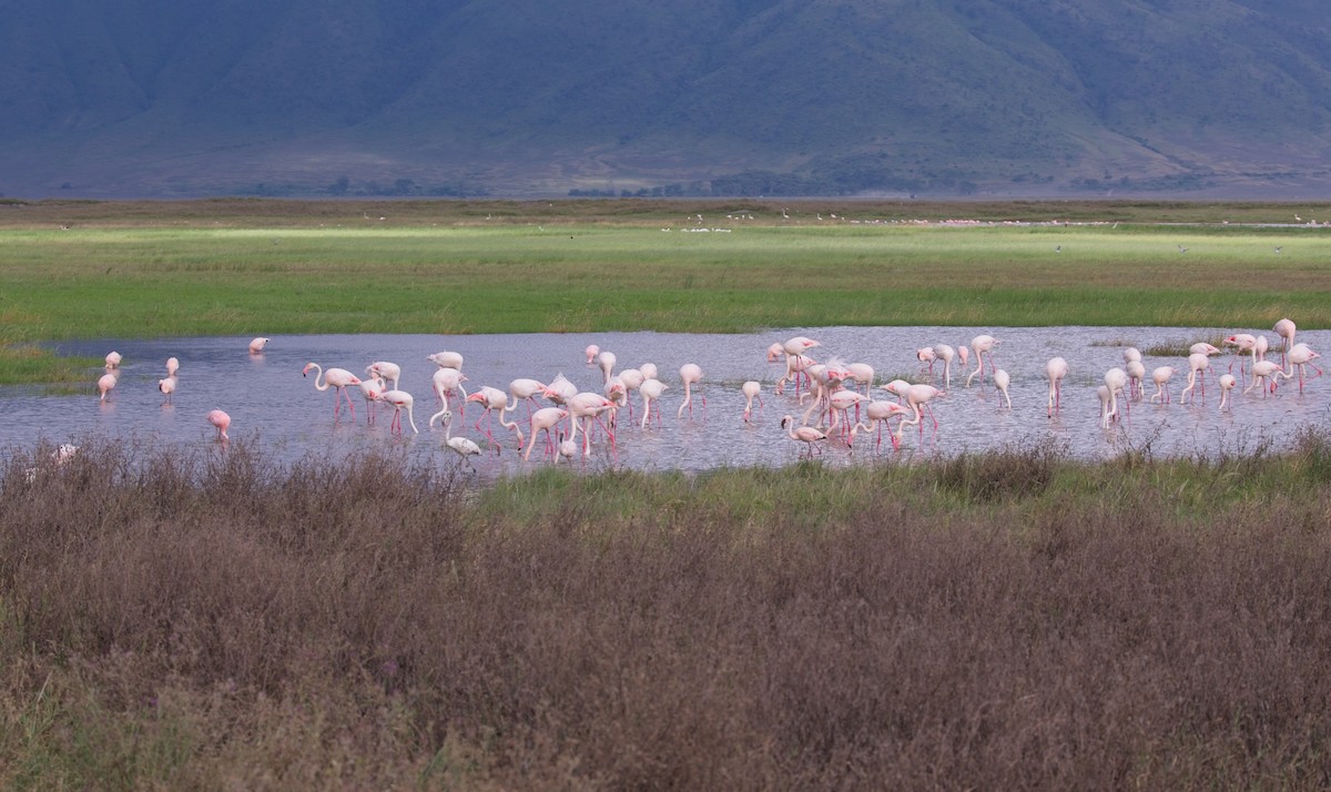 Greater Flamingo - ML620196342