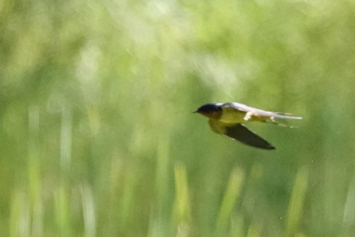 Barn Swallow - ML620196347