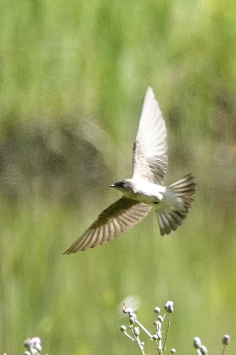 Northern Rough-winged Swallow - ML620196350