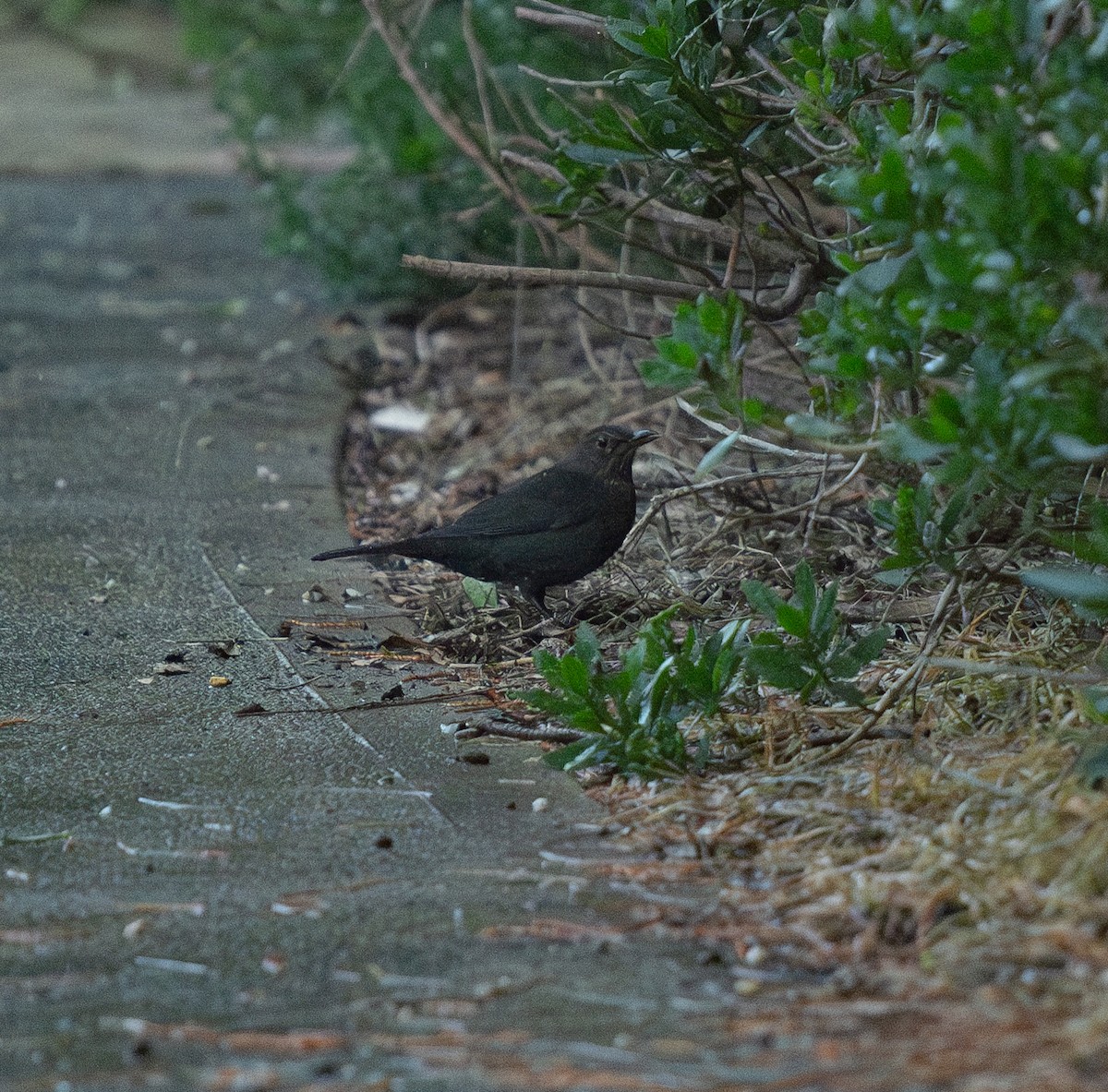 Eurasian Blackbird - ML620196351