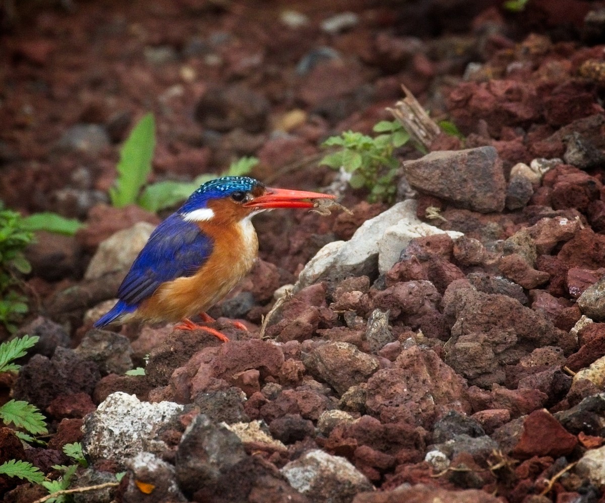 Malachite Kingfisher - ML620196352