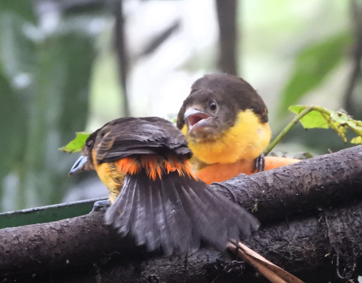 Flame-rumped Tanager - ML620196370