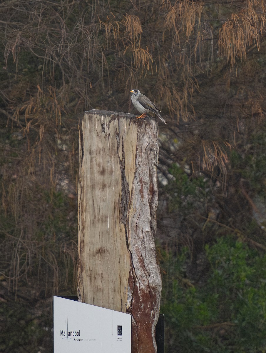 Noisy Miner - ML620196375