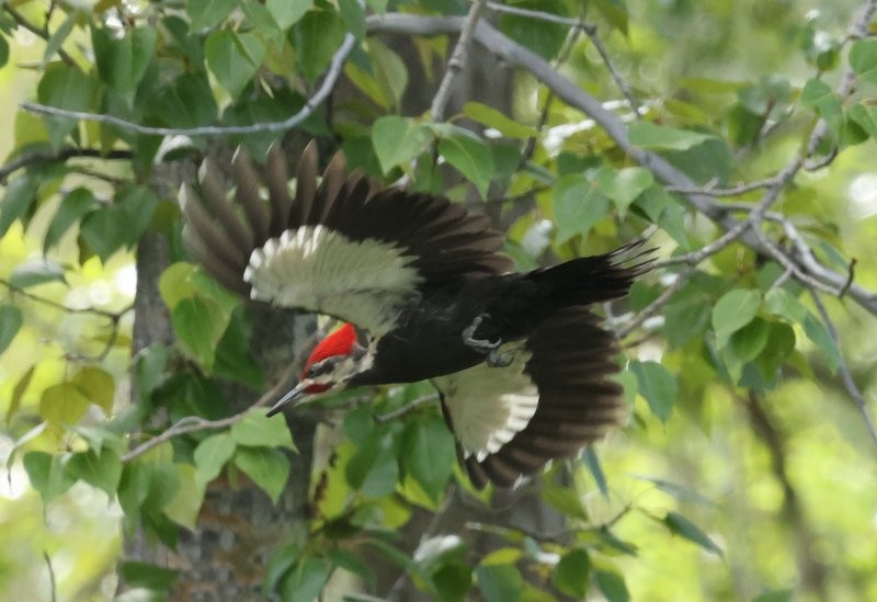 Pileated Woodpecker - ML620196378