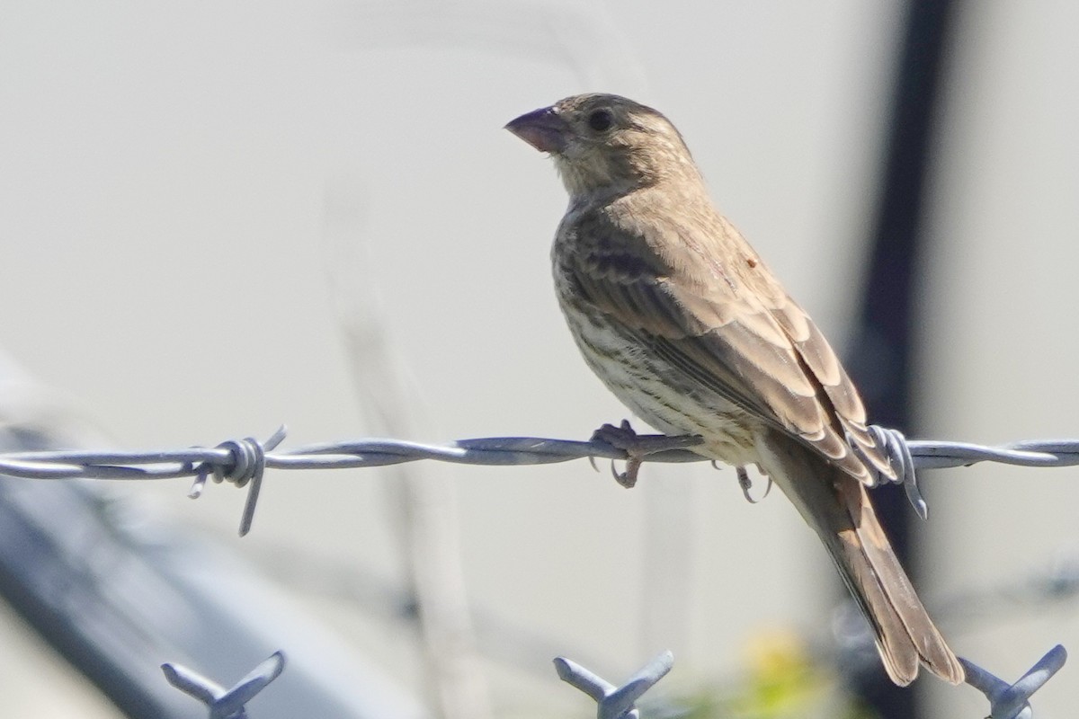 House Finch - ML620196386