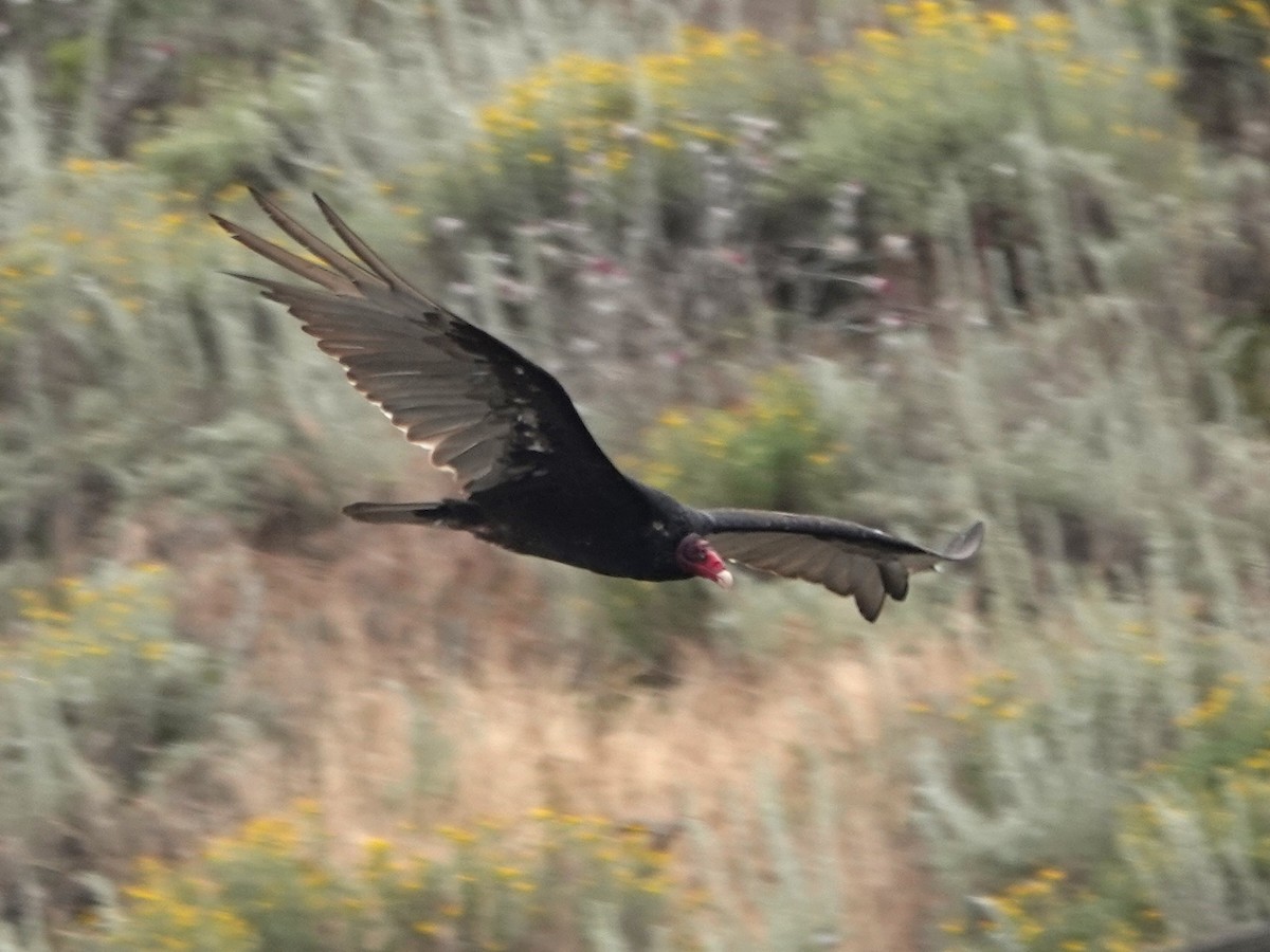 Turkey Vulture - ML620196391