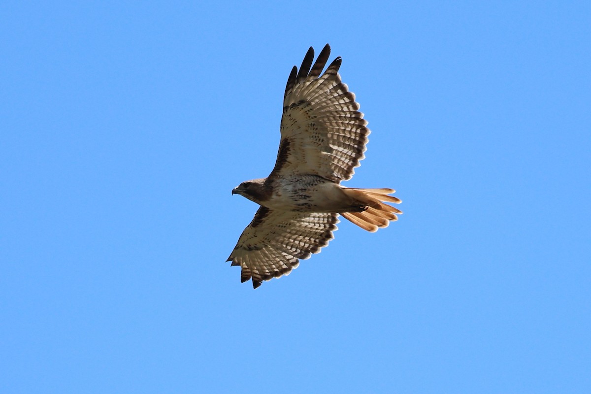 Red-tailed Hawk - ML620196393