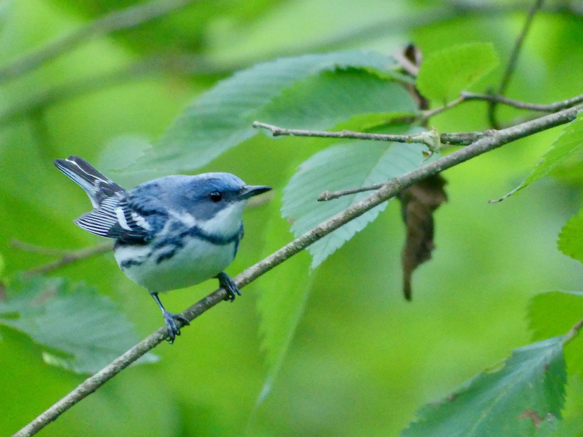 Cerulean Warbler - ML620196395