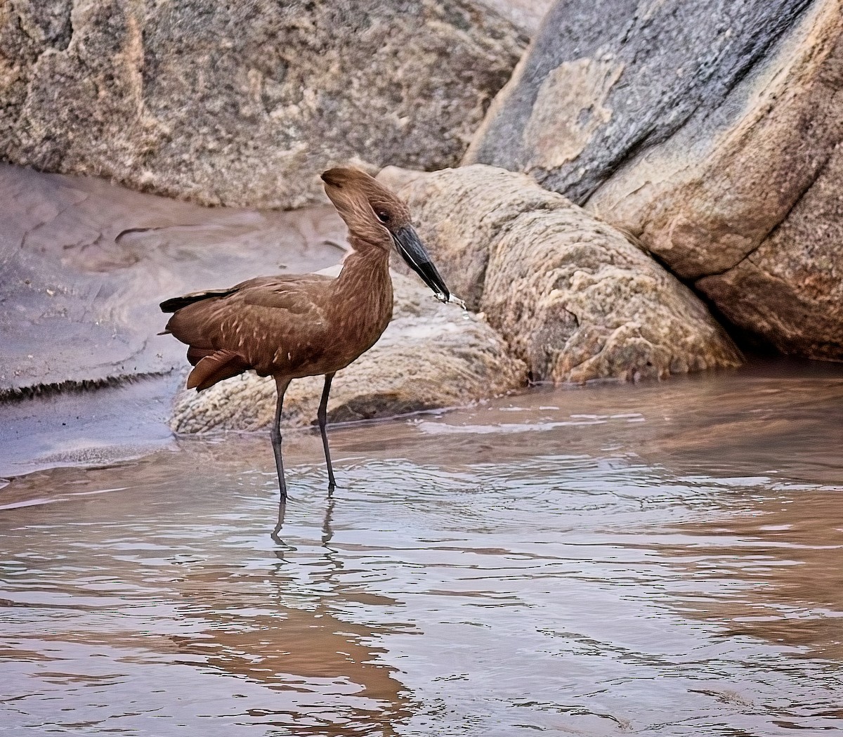 Hamerkop - ML620196406