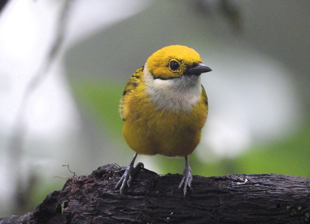 Silver-throated Tanager - ML620196416