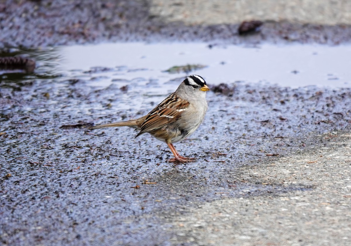 White-crowned Sparrow - ML620196419