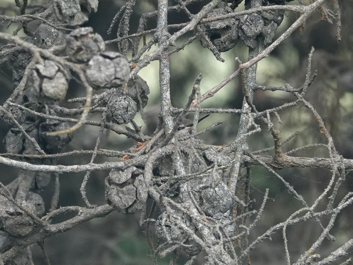 Colibrí de Anna - ML620196428