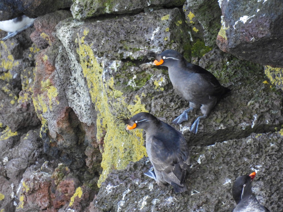 Crested Auklet - ML620196432