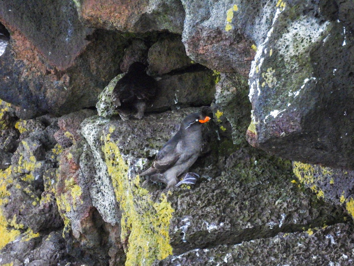 Crested Auklet - ML620196433