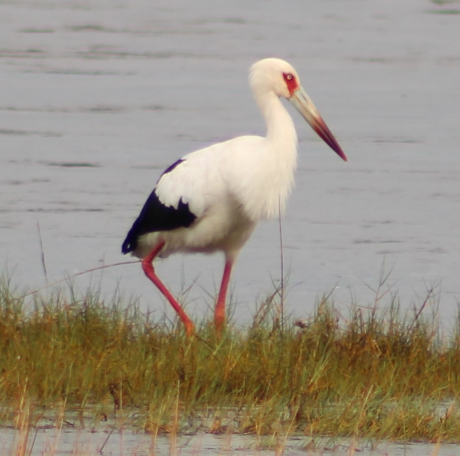 Cigogne maguari - ML620196437