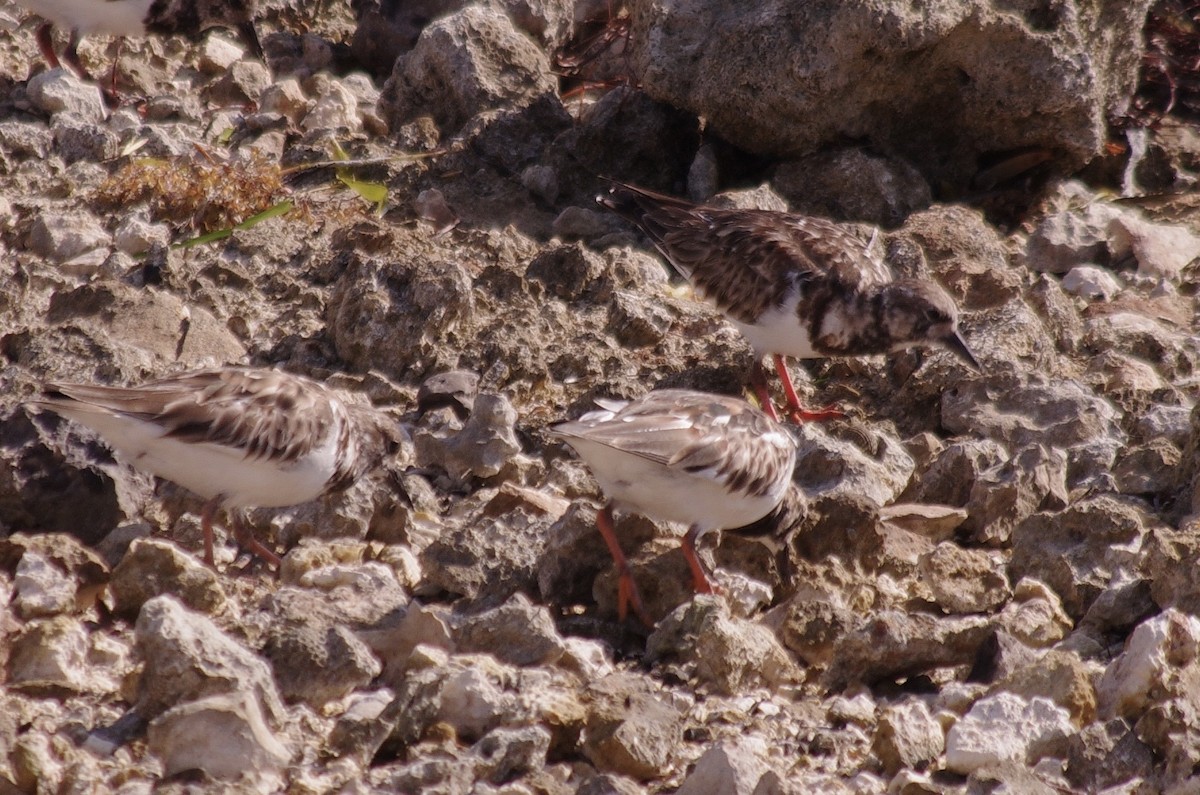 Ruddy Turnstone - ML620196440