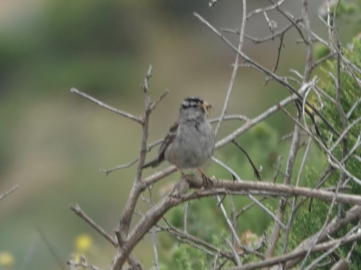 White-crowned Sparrow - ML620196442