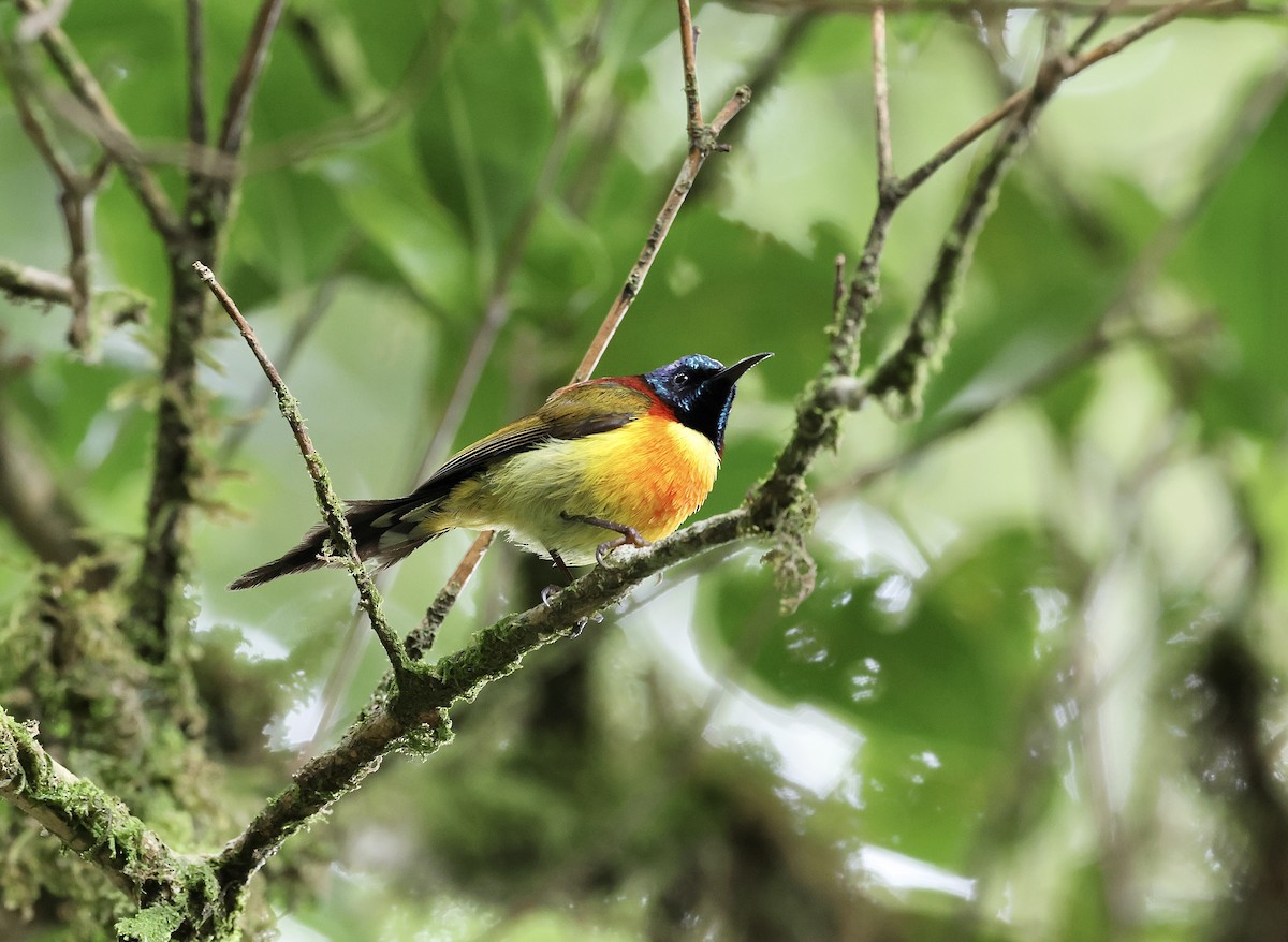 Green-tailed Sunbird - suwanna mookachonpan
