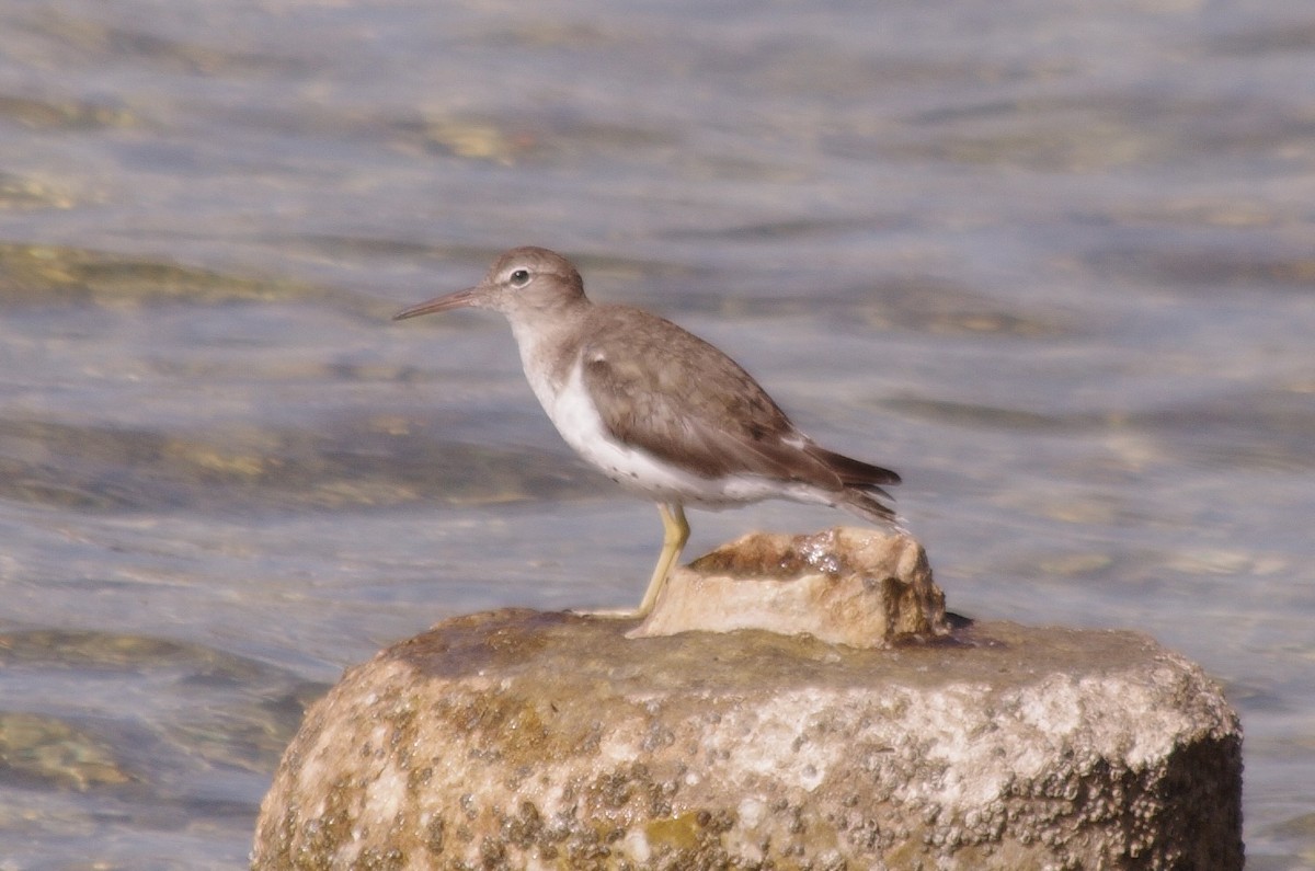 Spotted Sandpiper - ML620196455