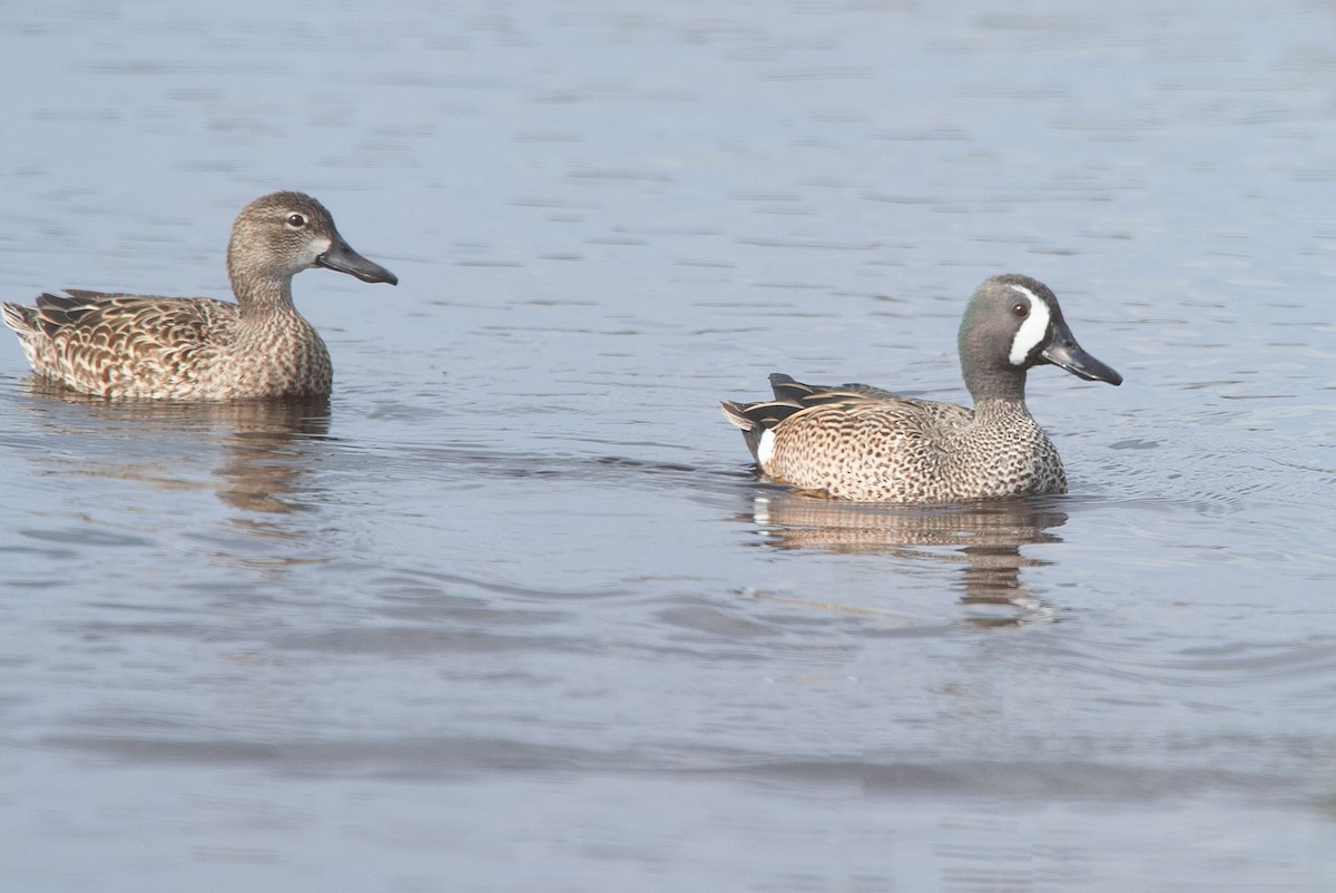 Blue-winged Teal - ML620196456