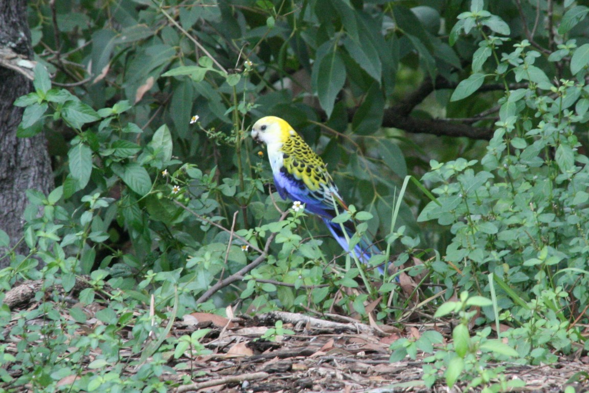 Perico Pálido - ML620196459