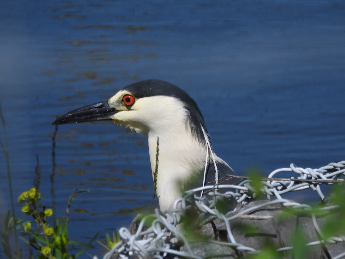 Black-crowned Night Heron - ML620196462