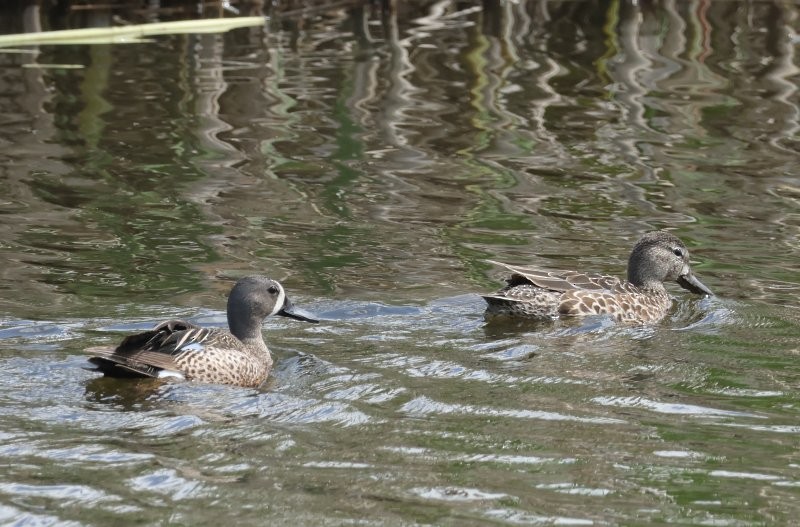 Blue-winged Teal - ML620196469